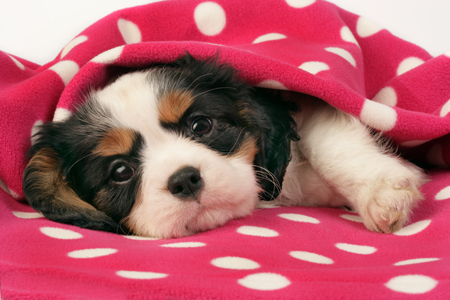 King Charles under blanket DP636