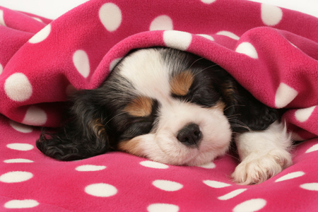 King Charles sleeping DP637