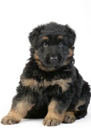 German Shepherd puppy DP638