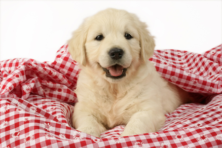 Golden Retriever on blanket DP639