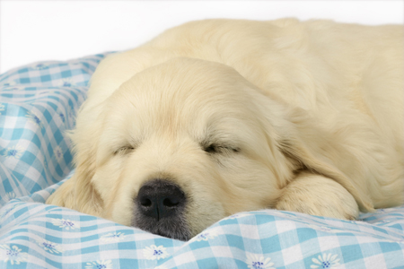 Sleeping Retriever DP640