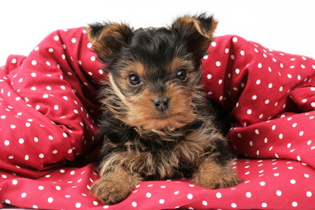 Scruffy puppy on blanket DP641