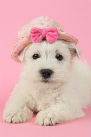 Westie with Hat DP644