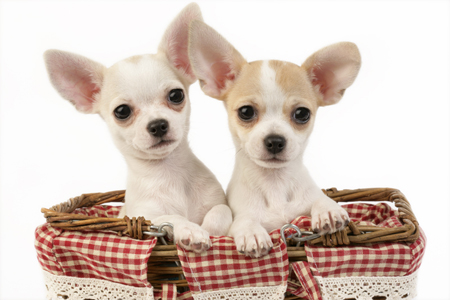 Chihuahuas in bag DP646