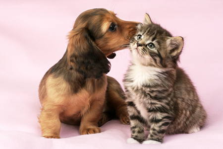 Dachshund & Kitten DP648