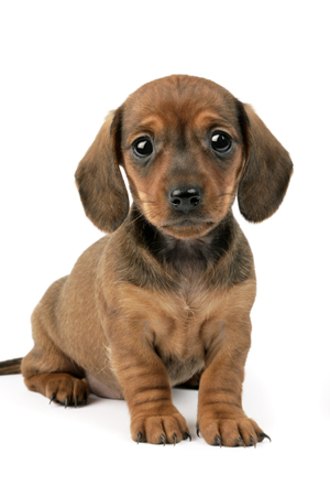 Dachshund puppy DP651