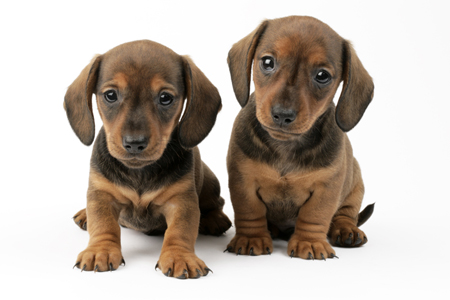 Two Dachshunds DP652