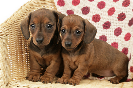 Dachshunds on Chair DP653