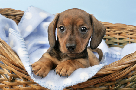 Dachshund in Basket DP654