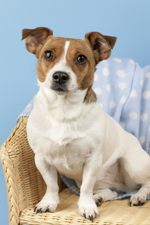 Jack Russell on Chair DP655