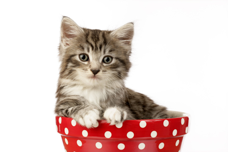 Cat in bowl CK428