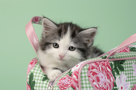 Cat in Bag CK430