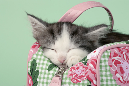 Cat sleeping in bag CK431