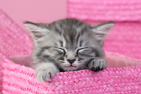 Sleeping Kitten CK433