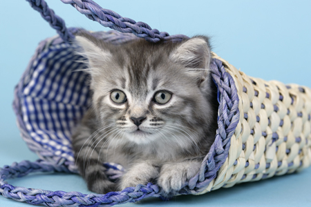 Grey Kitten in Bag CK434