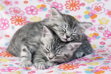 Sleeping Kittens CK436