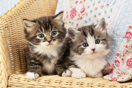 Kittens on chair CK437