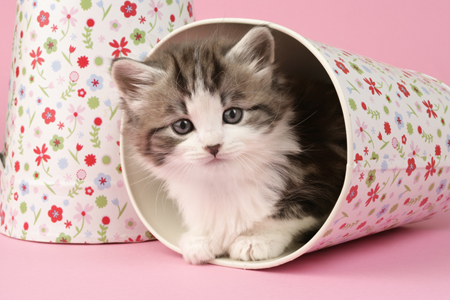 Kitten in Mug CK438