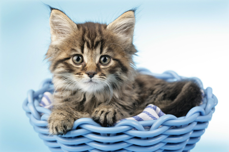 Kitten in Basket CK439