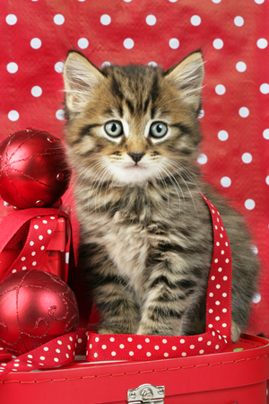 Christmas Cat C574