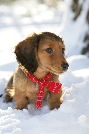 Dachshund in snow C583