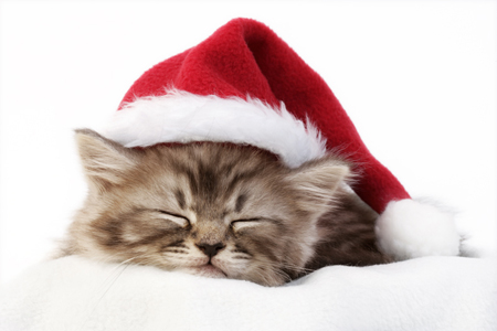 Sleeping xmas Cat C573