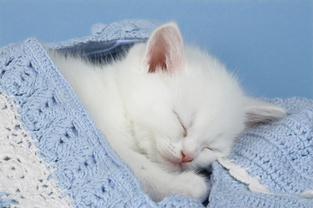 White Kitten sleeping CK422