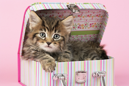 Kitten in make up box CK426