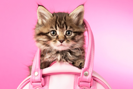 Cat in Pink Bag CK442