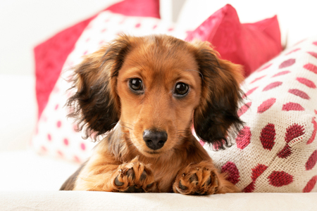 Dachshund Puppy DP657