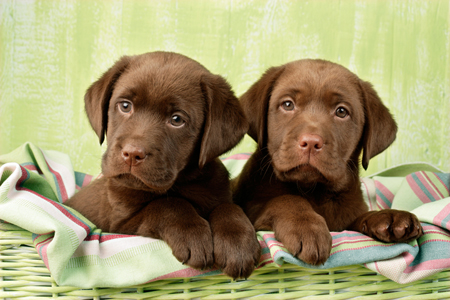 Two Chocolate Lab Puppies DP658