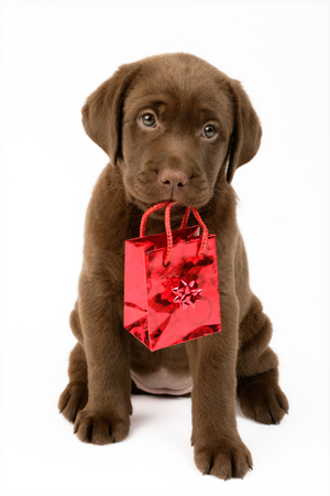 Puppy with Bag DP660