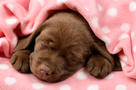 Sleeping Puppy DP661