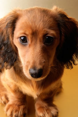 Dachshund Portrait