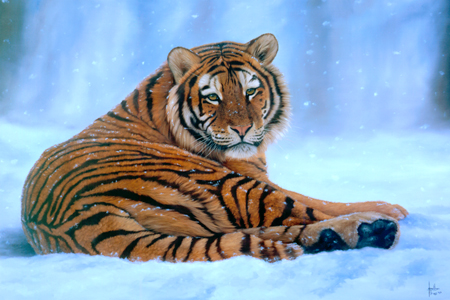 Siberian Snow Tiger