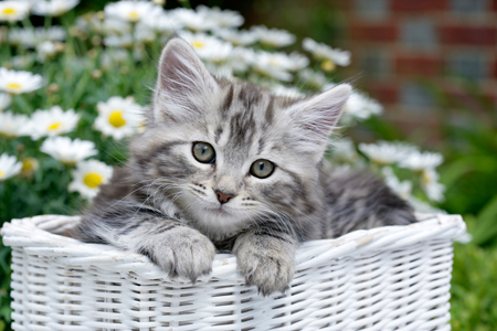 Cat in White Basket CK443