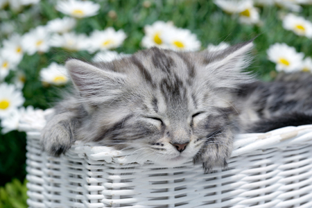 Sleeping Cat in Basket CK444