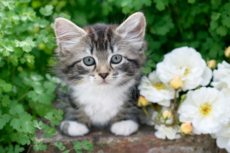 Kitten with Flowers CK446