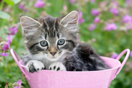 Kitten in Pink Pot CK447