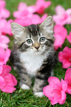 Kitten with Pink Flowers CK448