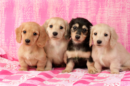 Four Puppies DP664