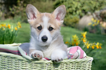 Pup in Basket DP666