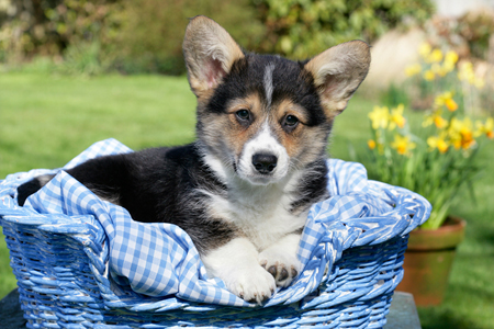 Pup in Blue Basket DP667