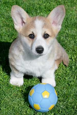 Puppy with Ball DP668