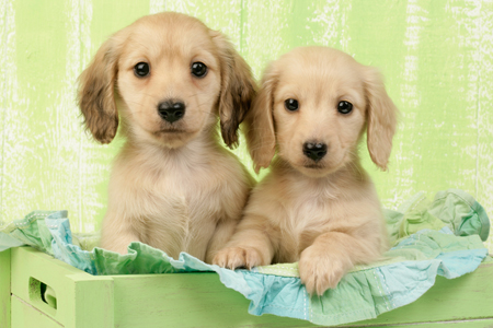 Two Puppies DP672