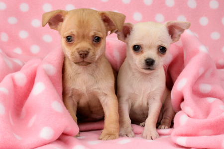 Two Chihuahuas DP675