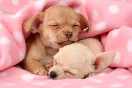 Sleeping Chihuahuas DP676