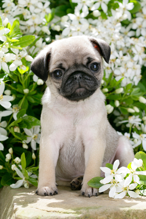 Pug in Garden DP677