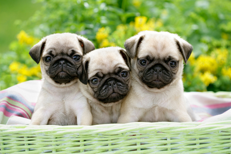 Three Pugs DP679