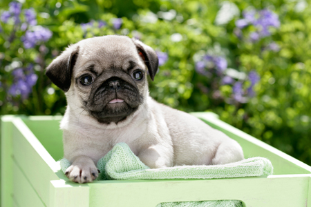 Pug in Basket DP680